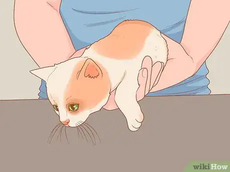 Imagen titulada Pick Up a Kitten Step 4