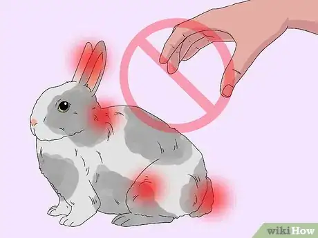 Imagen titulada Pick up a Rabbit Step 2