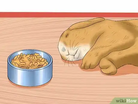 Imagen titulada Care For an Elderly Rabbit Step 2