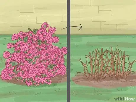 Imagen titulada Prune Azaleas Step 6