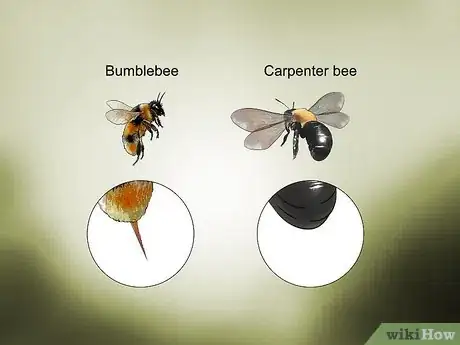 Imagen titulada Identify Carpenter Bees Step 1