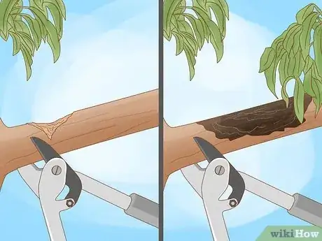 Imagen titulada Prune a Fruit Tree Step 11
