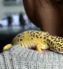divertirte con tu geco leopardo