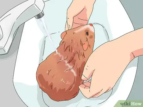 Imagen titulada Keep Your Guinea Pigs Smelling Good Step 6