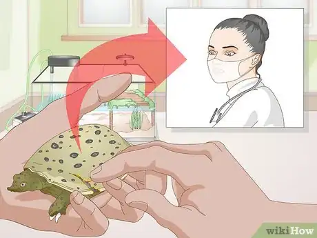 Imagen titulada Care for a Soft Shelled Turtle Step 16