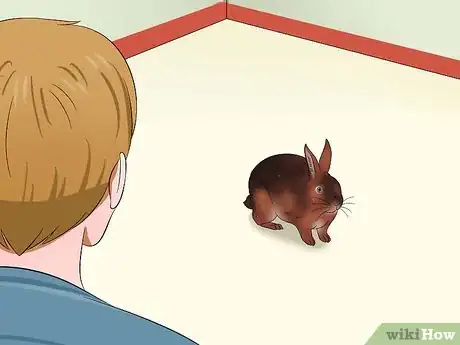 Imagen titulada Care for Rex Rabbits Step 7