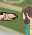 rehabilitar a un perro extremadamente tímido
