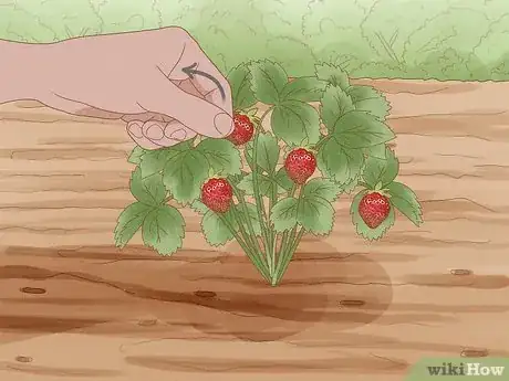 Imagen titulada Grow Strawberries Step 22