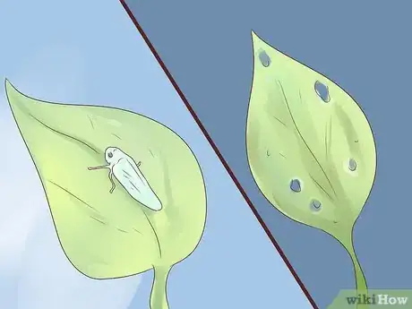 Imagen titulada Grow Pinto Beans Step 15