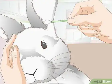 Imagen titulada Keep a Rabbit Clean Step 4
