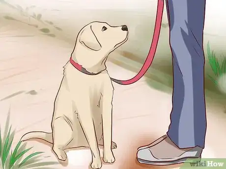 Imagen titulada Tell Your Dog No Step 6