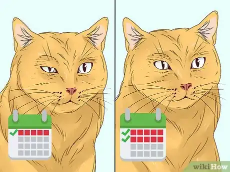 Imagen titulada Diagnose and Treat Blepharitis in Cats Step 11