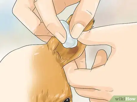 Imagen titulada Care for Your Chihuahua Step 9