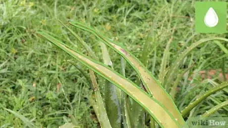 Imagen titulada Plant Aloe Vera Step 13