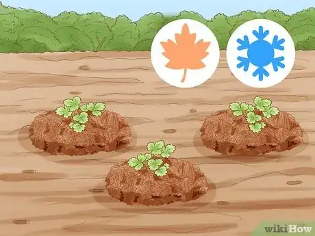 Imagen titulada Grow Strawberries Step 17