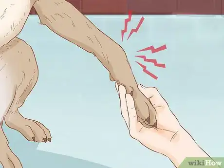 Imagen titulada Help a Dog Recover from a Broken Leg Step 2