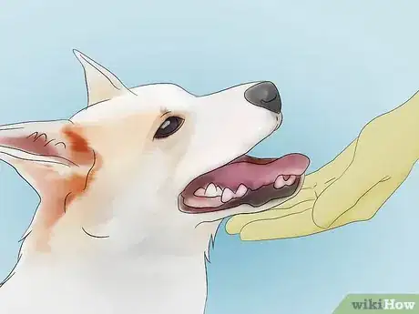 Imagen titulada Deskunk Your Dog Step 1