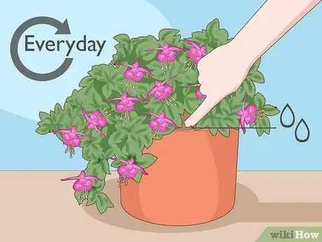 Imagen titulada Care for Fuchsia Step 1