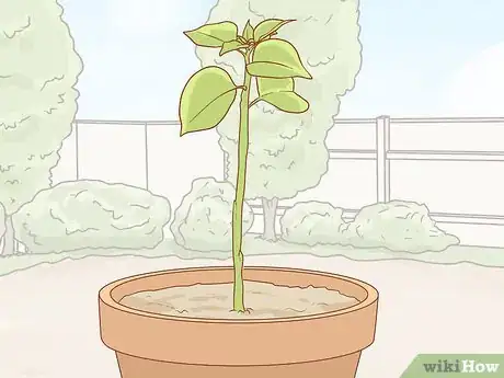 Imagen titulada Propagate Bougainvillea Step 9
