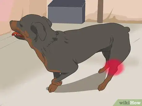 Imagen titulada Diagnose Dysplasia in Rottweilers Step 4