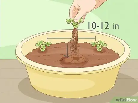 Imagen titulada Grow Strawberries Step 14
