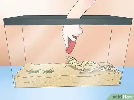 Imagen titulada Feed a Lizard Step 11