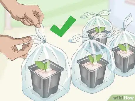 Imagen titulada Propagate African Violets Step 12