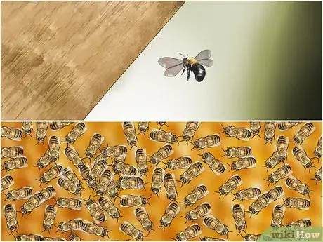 Imagen titulada Identify Carpenter Bees Step 6