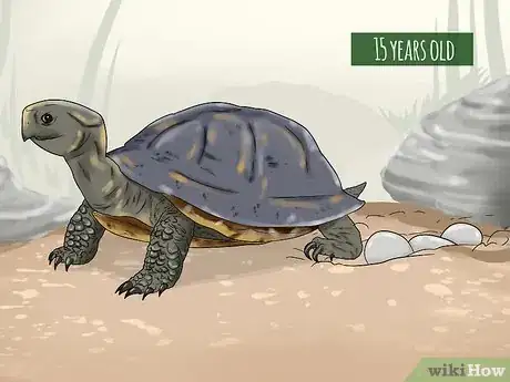 Imagen titulada Tell the Age of a Tortoise Step 4