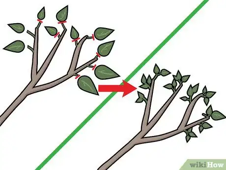 Imagen titulada Prune a Bonsai Tree Step 10