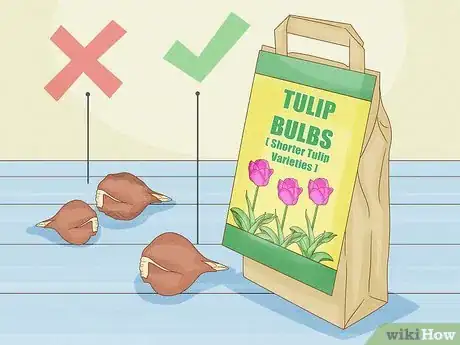 Imagen titulada Force Tulip Bulbs in Water Step 2