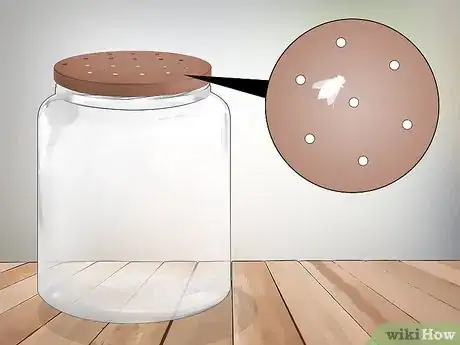Imagen titulada Keep a Pet Fly Step 2