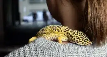 divertirte con tu geco leopardo