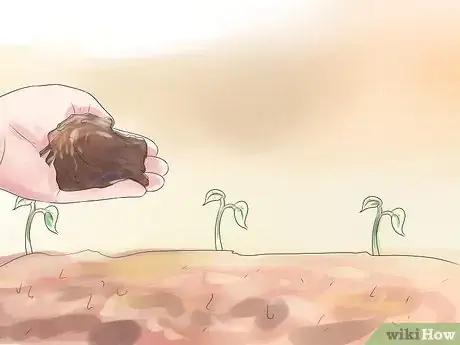 Imagen titulada Grow Pinto Beans Step 12