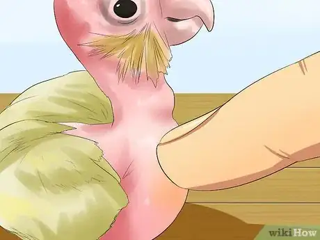 Imagen titulada Massage a Cockatiel Step 14