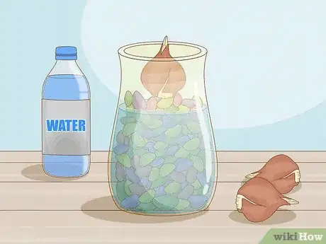 Imagen titulada Force Tulip Bulbs in Water Step 6