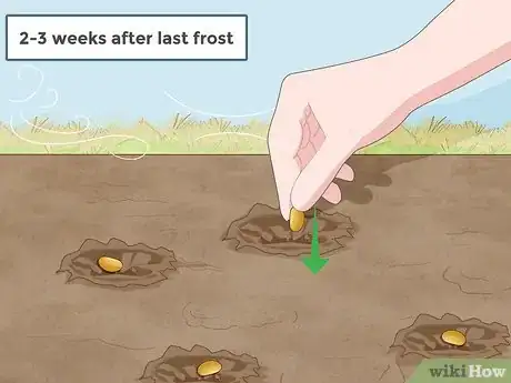 Imagen titulada Grow Soybeans Step 3