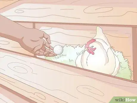Imagen titulada Get Your Hen to Become Broody Step 2