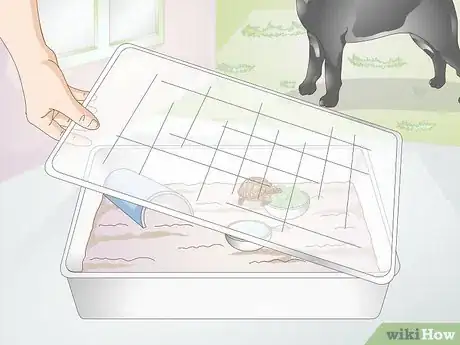 Imagen titulada Take Care of a Baby Tortoise Step 10