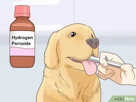 Imagen titulada Treat a Dog Who Ate Chocolate Step 5