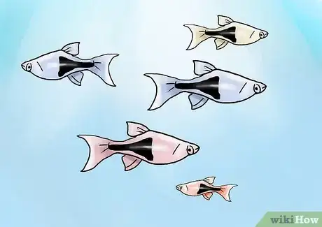 Imagen titulada Find Compatible Tank Mates for Guppies Step 5