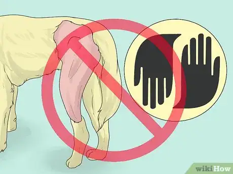 Imagen titulada Relieve Hip Pain in Dogs Step 2