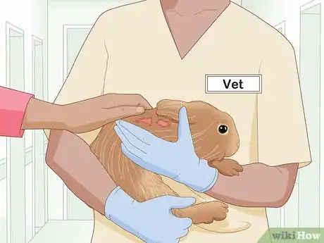 Imagen titulada Care for an Injured Rabbit Step 1