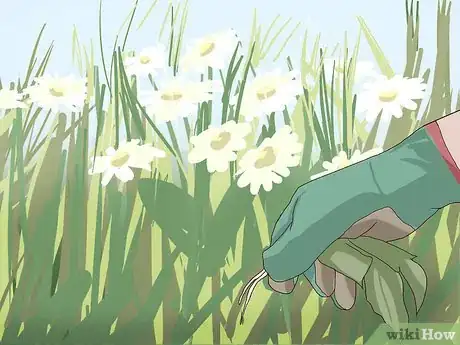 Imagen titulada Care for Daisies Step 10