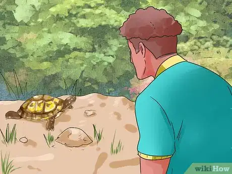 Imagen titulada Find a Turtle Step 4