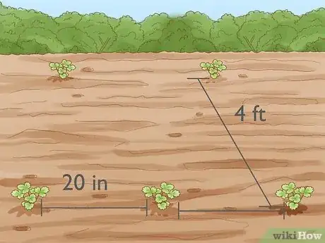Imagen titulada Grow Strawberries Step 10