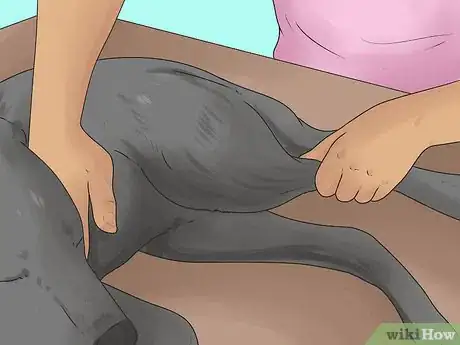 Imagen titulada Relieve Hip Pain in Dogs Step 6