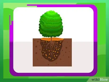 Imagen titulada Plant Boxwood Step 8