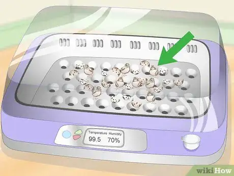 Imagen titulada Hatch Quail Chicks Step 12