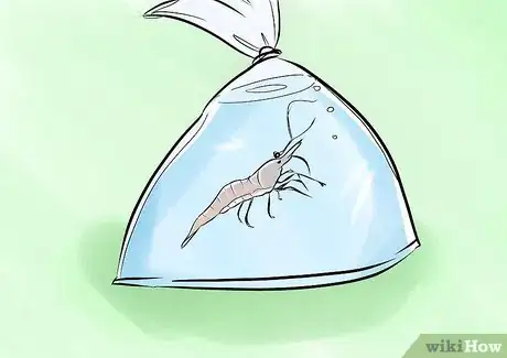 Imagen titulada Find Compatible Tank Mates for Guppies Step 6